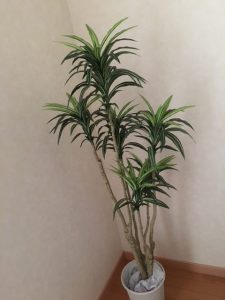 ニトリのフェイク観葉植物ドラセナがオススメ 偽物だがオシャレ